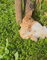 Bebe Conejito Y Mama