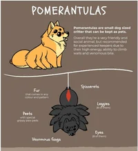 Pomerantula