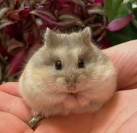 Hamster