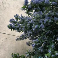 Enid Sinclair - WOLF