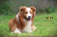 Brown Border Collie
