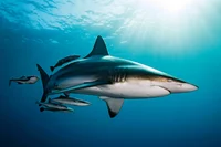 Blacktip shark