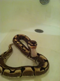 Snake in the bathtub