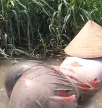 Vientamese Mudfisher