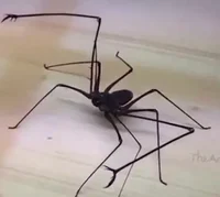 Whipspider