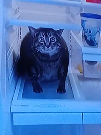 Cat in refrigerator 