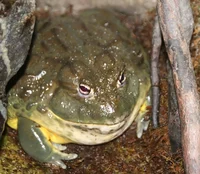 Giant Bullfrog 