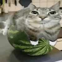 Cat on the melon