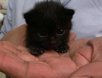 Abandoned kitten