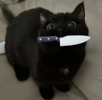 Kitten with a knife