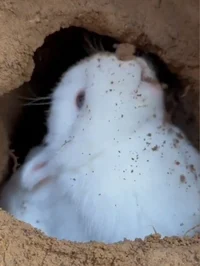 Conejito En El Hueco