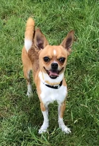 Chihuahua