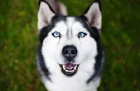 Husky