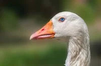 Elias
