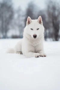 Мама Сибирь 