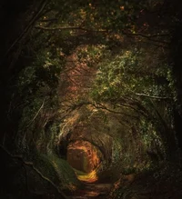 The fae king 