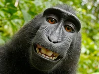 A monkey
