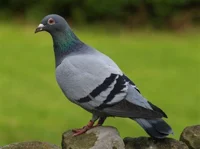 pigeon