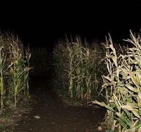 The Corn Maze