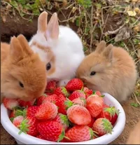 Grupo De Conejitos 2