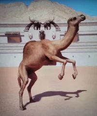 Camel