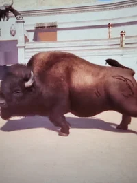 Bison