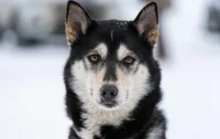Alaskan Husky