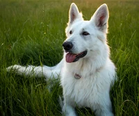 White Swiss Shepherd