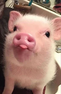 Babi
