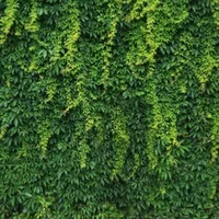 Enredadera
