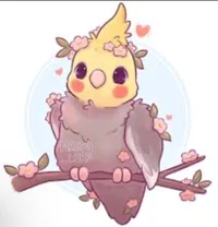 Cockatiel