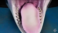 Orca maw
