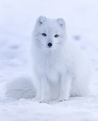 Arctic Fox