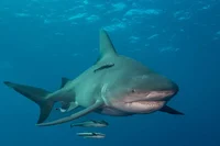 bull shark