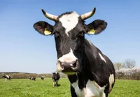 Cow