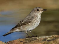 Spotted Flycatcher