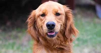 DOG-Golden Retriever