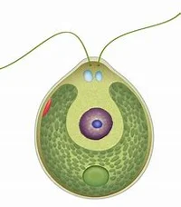 Chlamydomonas 