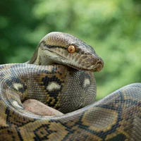 SNReticulated Python