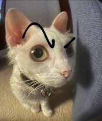 Sigma cat
