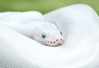 SNK-Ball Python