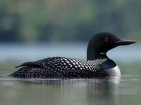 Common Loon