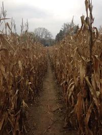 Corn Maze