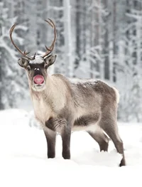Rudolph - Reindeer