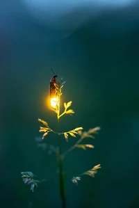 the joyous firefly