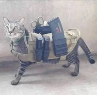 Cat war veteran 