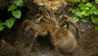 SP-Goliath Birdeater