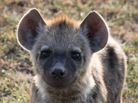 Yeen48