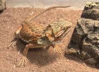 Your pet lizard-Mimo