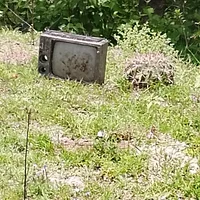 Peter y YaidenThread